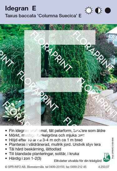 Taxus baccata Columna Suecica E