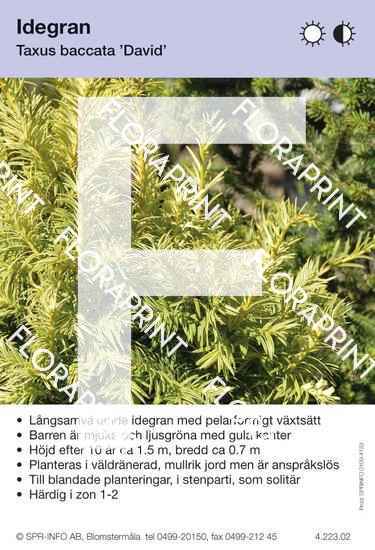 Taxus baccata David