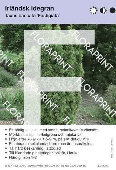 Taxus baccata Fastigiata