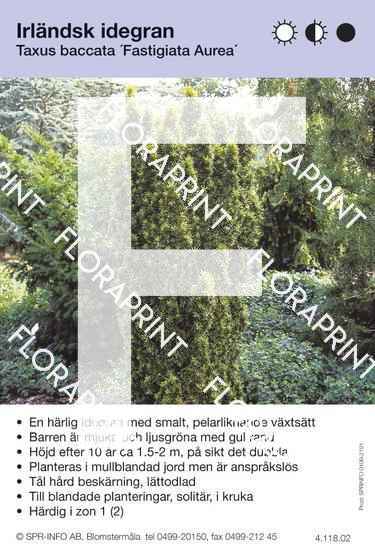 Taxus baccata Fastigiata Aurea