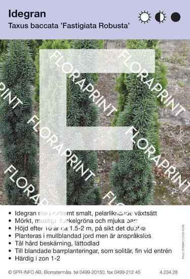 Taxus baccata Fastigiata Robusta