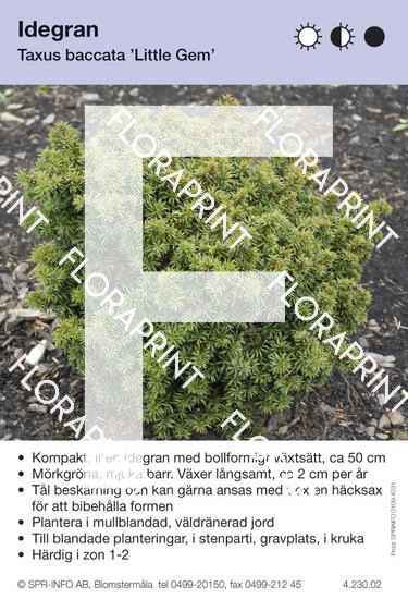 Taxus baccata Little Gem