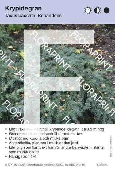 Taxus baccata Repandens