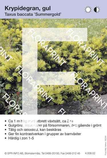 Taxus baccata Summergold
