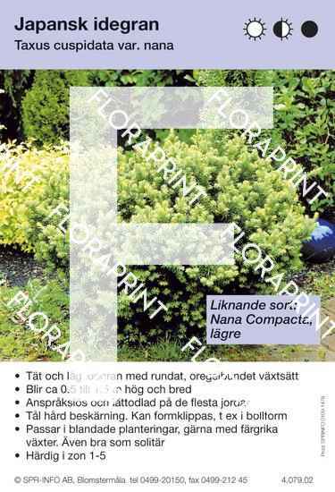 Taxus cuspidata Nana