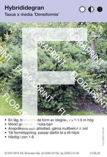 Taxus media Densiformis