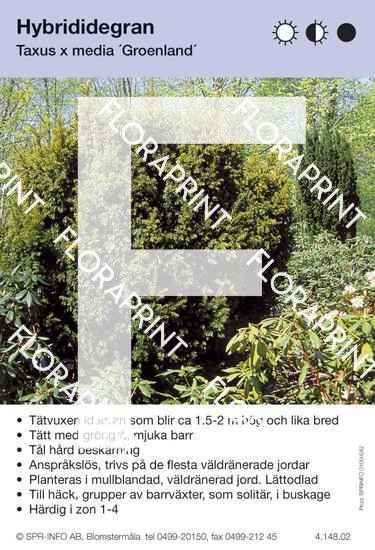 Taxus media Groenland