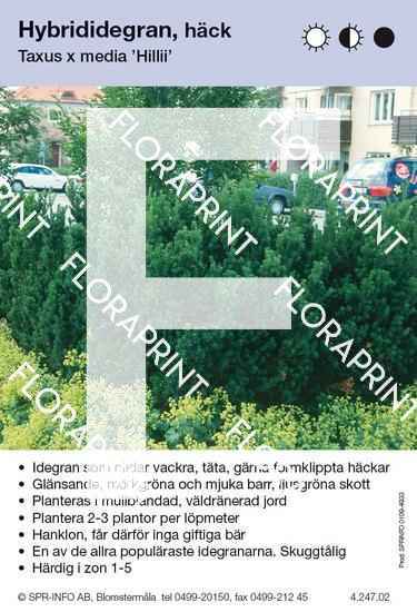 Taxus media Hillii häck