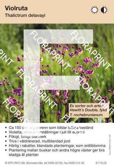 Blomkort s 1331-1390.indd Thalictrum delavayi (sorter:)