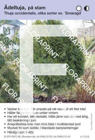 Thuja occidentalis allmän