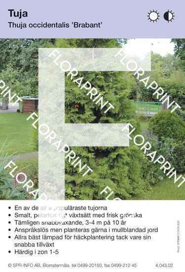 Thuja occidentalis Brabant