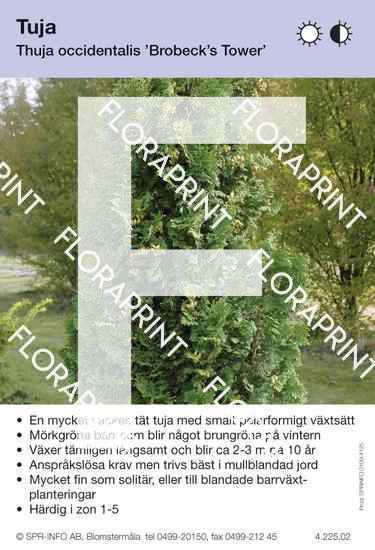 Thuja occidentalis Brobecks Tower