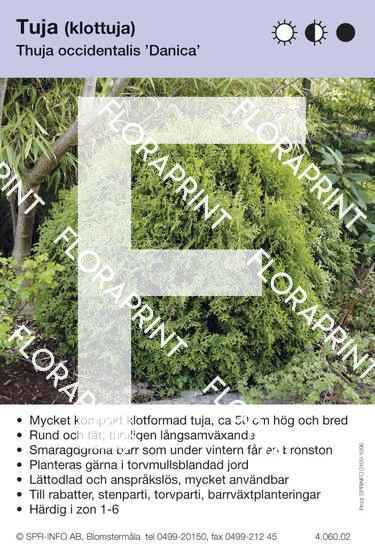 Thuja occidentalis Danica