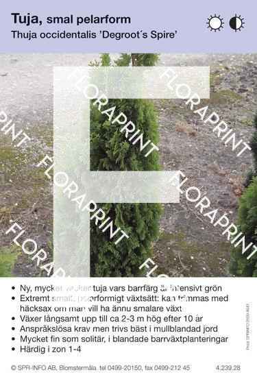 Thuja occidentalis Degroot's Spire