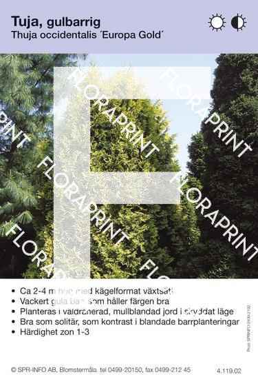 Thuja occidentalis Europa Gold