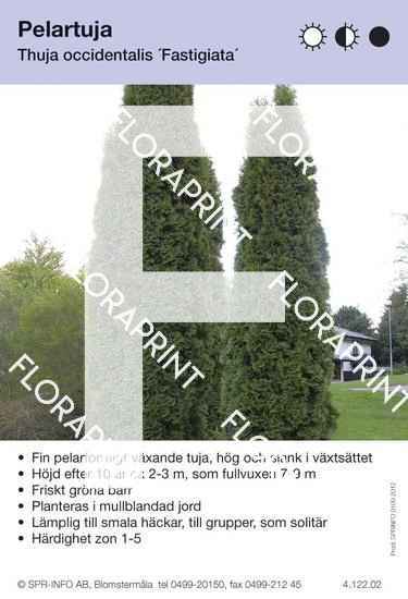 Thuja occidentalis Fastigiata