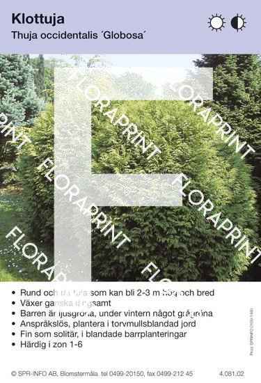 Thuja occidentalis Globosa