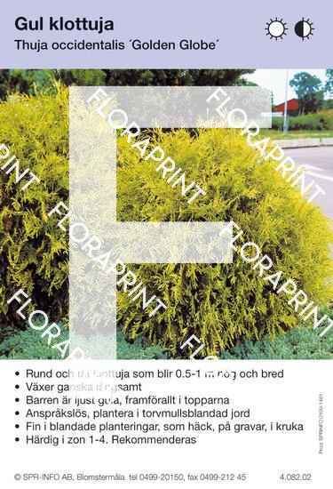 Thuja occidentalis Golden Globe
