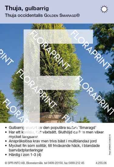 Thuja occidentalis Golden Smaragd