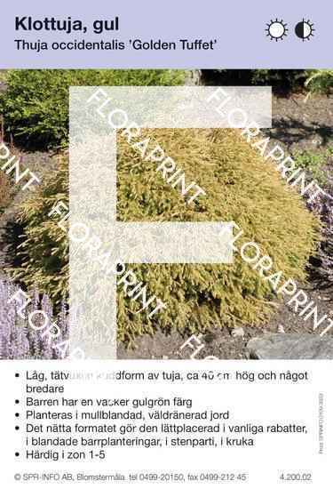 Thuja occidentalis Golden Tuffet