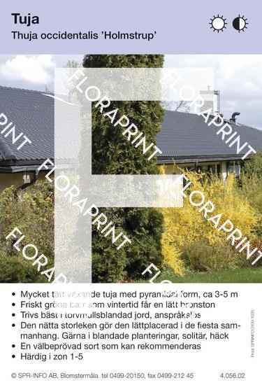 Thuja occidentalis Holmstrupii