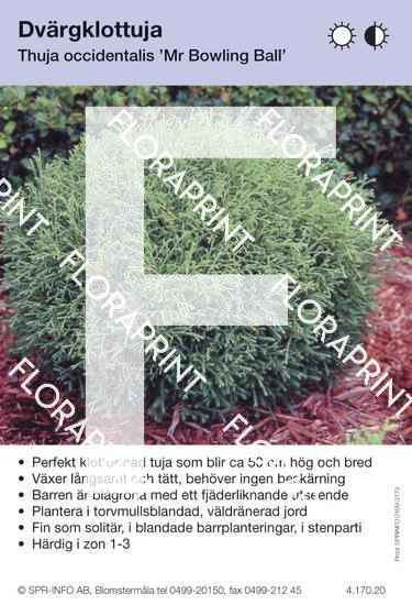 Thuja occidentalis Mr Bowling Ball