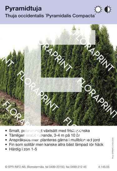 Thuja occidentalis Pyramidalis Compacta