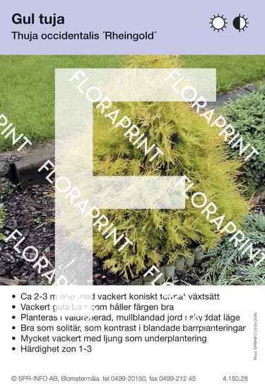Thuja occidentalis Rheingold