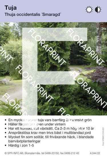 Thuja occidentalis Smaragd