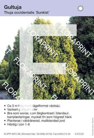 Thuja occidentalis Sunkist