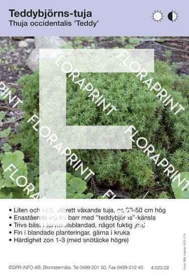 Thuja occidentalis Teddy