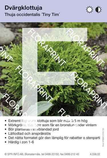 Thuja occidentalis Tiny Tim