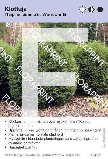 Thuja occidentalis Woodwardii