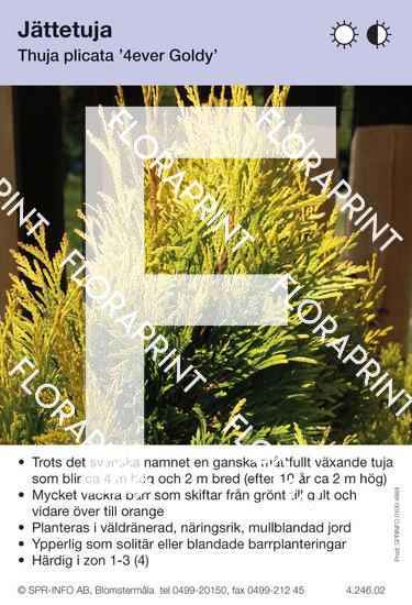 Thuja plicata 4ever Goldy