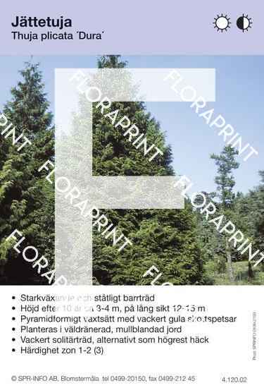 Thuja plicata Dura