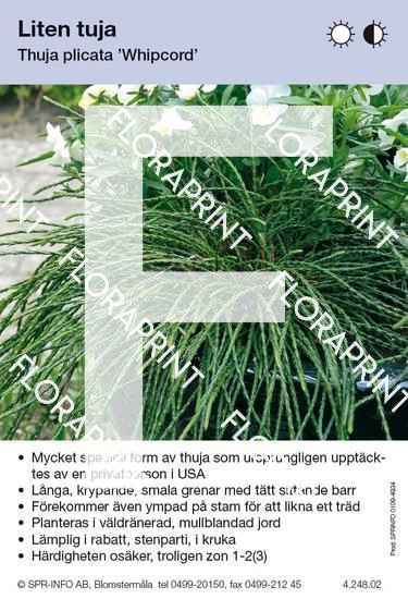 Thuja plicata Whipcord