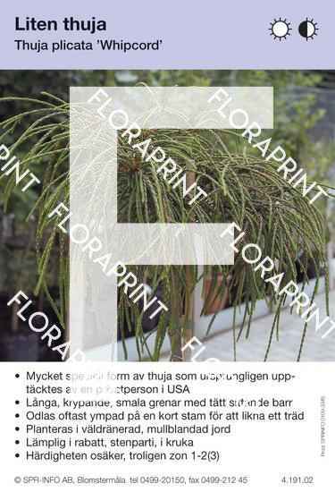 Thuja plicata Whipcord