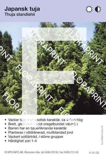 Thuja standishii