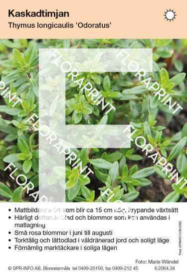 Thymus longicaulis Odoratus