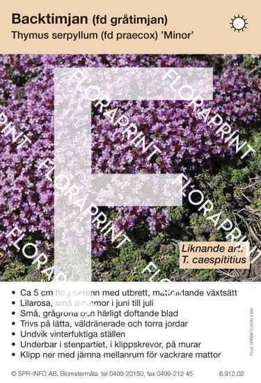 thymus_serpyllum_fd_praecox_minor_likn_art Thymus serpyllum (fd praecox) Minor (likn art:)