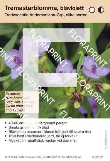 Tradescantia andersoniana allm blåviolett (sorter:)