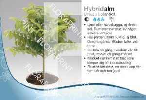 Ulmus hollandica