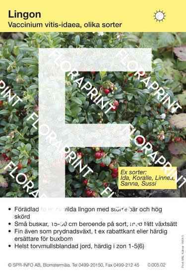 Vaccinium vitis-idaea (lingon)