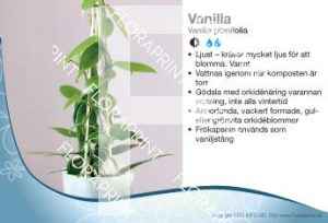 Vanilla planifolia