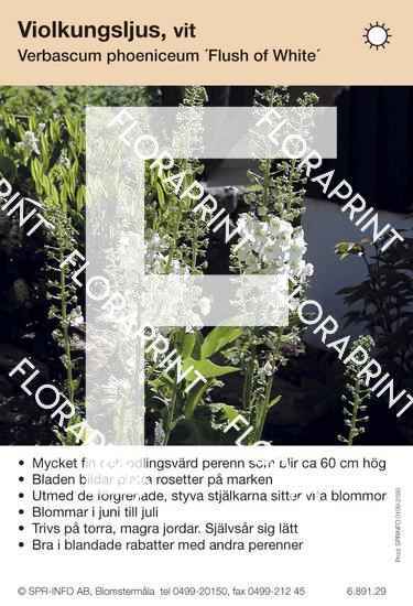 Verbascum phoeniceum Flush of white