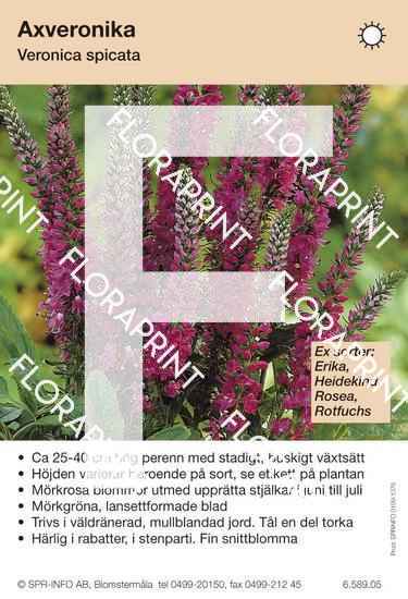 Blomkort s 1331-1390.indd Veronica spicata allm mörkrosa (sorter:)