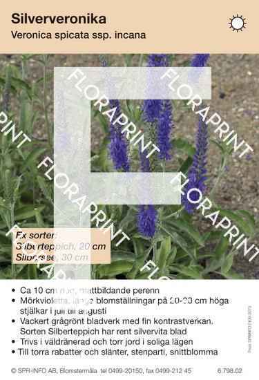 veronica_spicata_incana_sorter Veronica spicata incana (sorter:)
