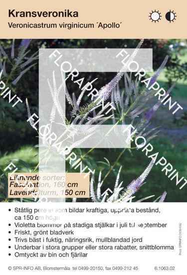 Veronicastr virg Apollo, Fasc.indd Veronicastrum virginicum Apollo (likn sort:)