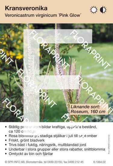Veronicastr virg Pink Glow, Ros.indd Veronicastrum virginicum Pink Glow (liknande sort:)