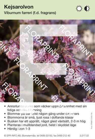 Viburnum farreri (fragrans)